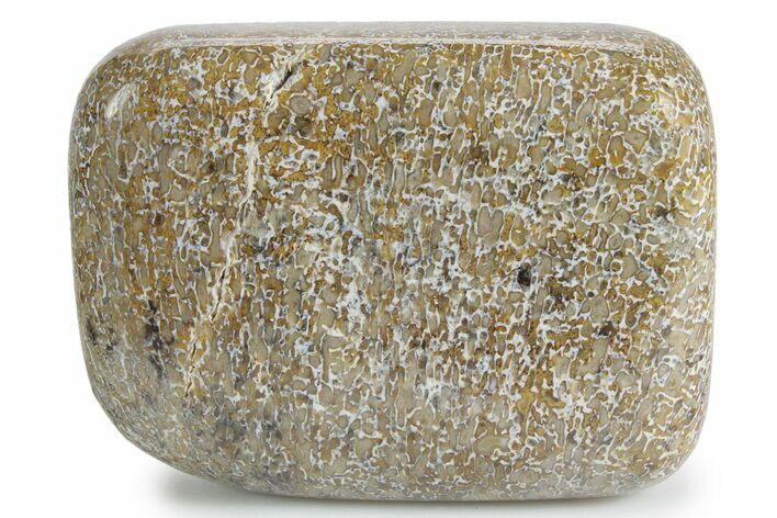 Polished Dinosaur Bone (Gembone) - Morocco #349594
